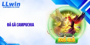 Đá Gà Campuchia LLWIN: Sức Hút Và Độ Chuyên Nghiệp Vượt Trội